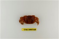 藏品(字紋弓蟹)的圖片